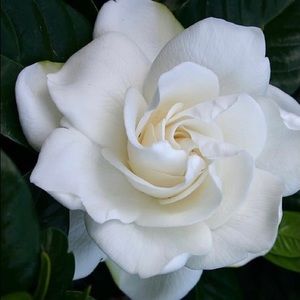 Meet your Posher, Beatriz